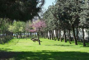 Spring Lawn Reset